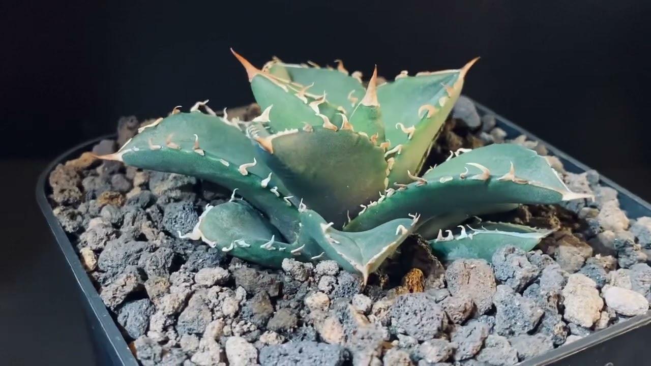 海王　アガベ　seaking アガベ・チタノタ 海王（小株）-004｜agave titanota sea king