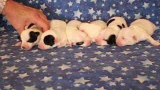 Coton Puppies For Sale - Darla 7/18/22