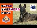 HOLLANDA ÇOBAN KÖPEĞİ - DUTCH SHEPHERD (KNPV) MUHTEŞEM KORUMA KÖPEĞİ