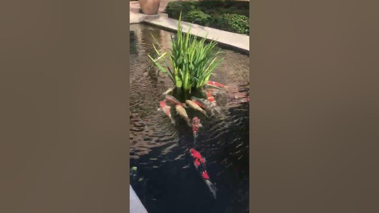 Koi Pond, Fashion Island - iranianamericans