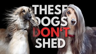 7 BEST Dog Breeds that DON'T SHED or SMELL #2023 #dogs