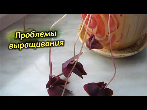 Видео: Өрөөний хүчилтөрөгч (32 зураг): гэртээ оксалис арчлах. Өвлийн улиралд цэцэг хэрхэн шилжүүлэн суулгах вэ? Ургамлыг үржүүлэх арга