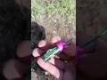 Zom Bum Small Strong ZB102💥 #viral #fireworks #pyrotechnica #vuurwerk #pyro #petardy #firecracker
