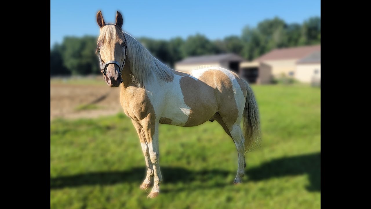 Champagne and White Kentucky Mountain Gaited Horse For Sale YouTube