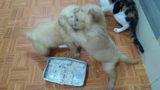 Golden Retriever Puppies Fight Over for Foods