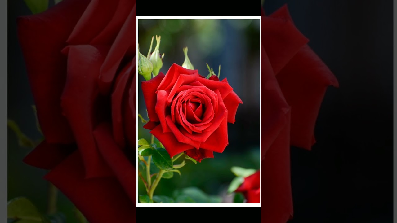 Rose day quotes #shorts