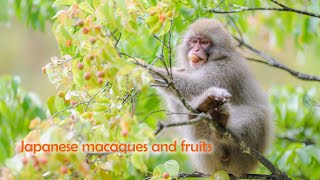Japanese macaques and fruits / ニホンザルとヤマボウシの実、ヤマグリ by Kengo  4,446 views 8 months ago 2 minutes, 53 seconds