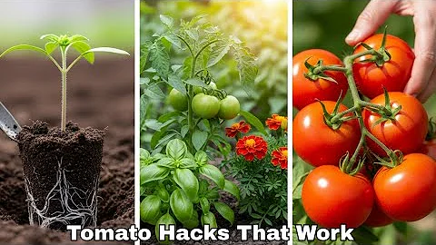 9 Tomato Growing Tips(That Actually Work)
