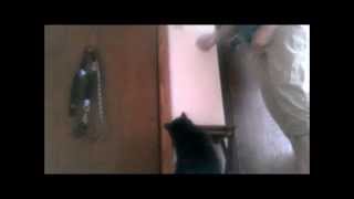 Dealing with a Door Darting Cat: How to teach your cat not to run out the door