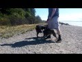 PIT BULL VS ROTTWEILER FIGHT!!! VICIOUS PIT ATTACKS ROTT.