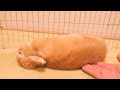 ウサギに「お手」をしてみたらまさかの可愛い反応がこちらです【No.480】