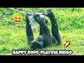 Ringo plays with ropes and experiments with new tricks 😄林戈玩繩子，還想研究新玩法