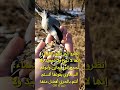 انظروا إلى طيور السماء انظروا إلى طيور السماء