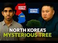 The Mysterious Tree Of North Korea