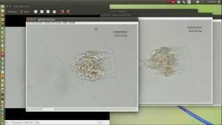Focus Stacking microscopy photo with imageJ / Gimp screenshot 1