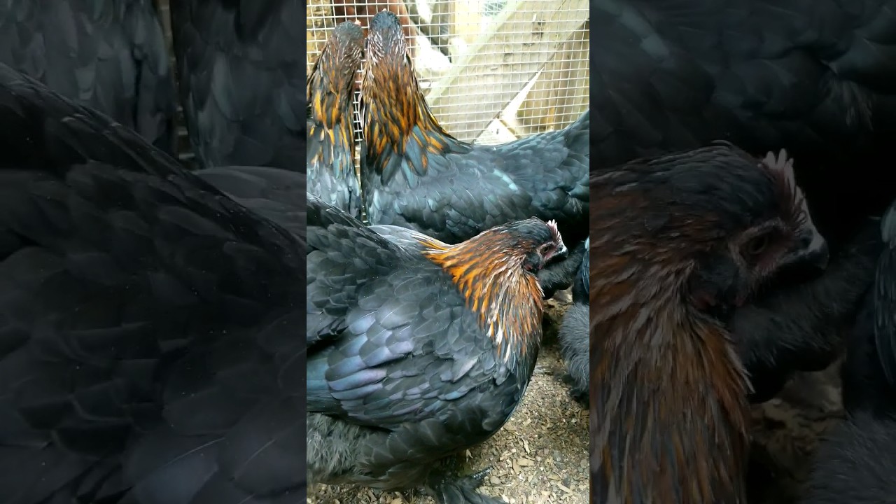 Some of our French Black Copper Marans at 16 weeks 