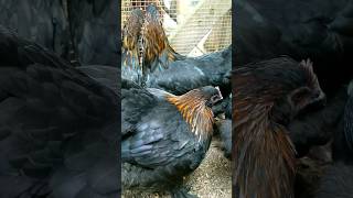 Some of our French Black Copper Marans at 16 weeks #raisingchickensforeggs #homestead #chicken