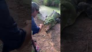 cute dangerous crocodile in water wild teeth 🐊😍@LETS ANIMALS 😍viral video💖Animal Compilation 2021 by LETS ANIMALS 105 views 2 years ago 2 minutes, 29 seconds