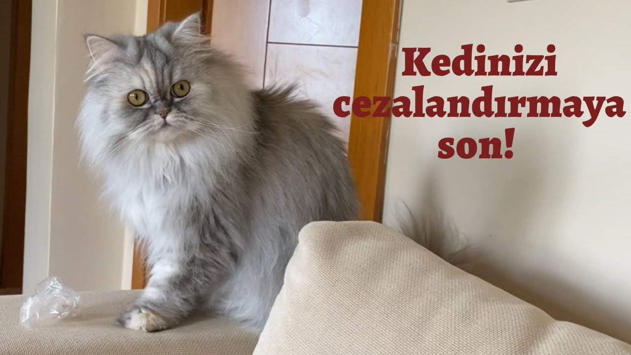 Kediniz Gece Uyumuyor Sizi De Uyutmuyorsa Cozum Burada Kediler Neden Gece Uyumaz Nasil Cozeriz Youtube