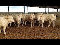عجل الشيرولي الاصليcalves Pure Cheroles 700kg