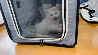 元気すぎて牢屋に入れられる子猫 / Kitten is too energetic to be thrown in jail