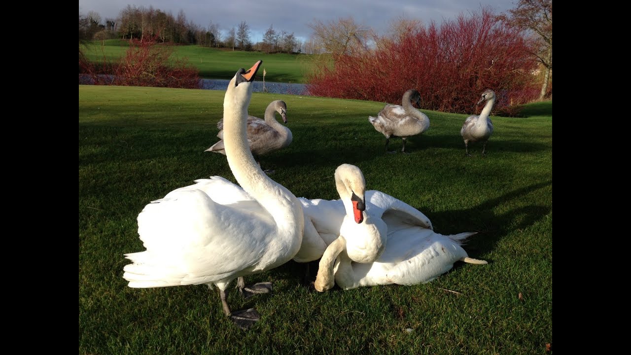 boat r fights swan fight youtube boat r fights swan fight youtube