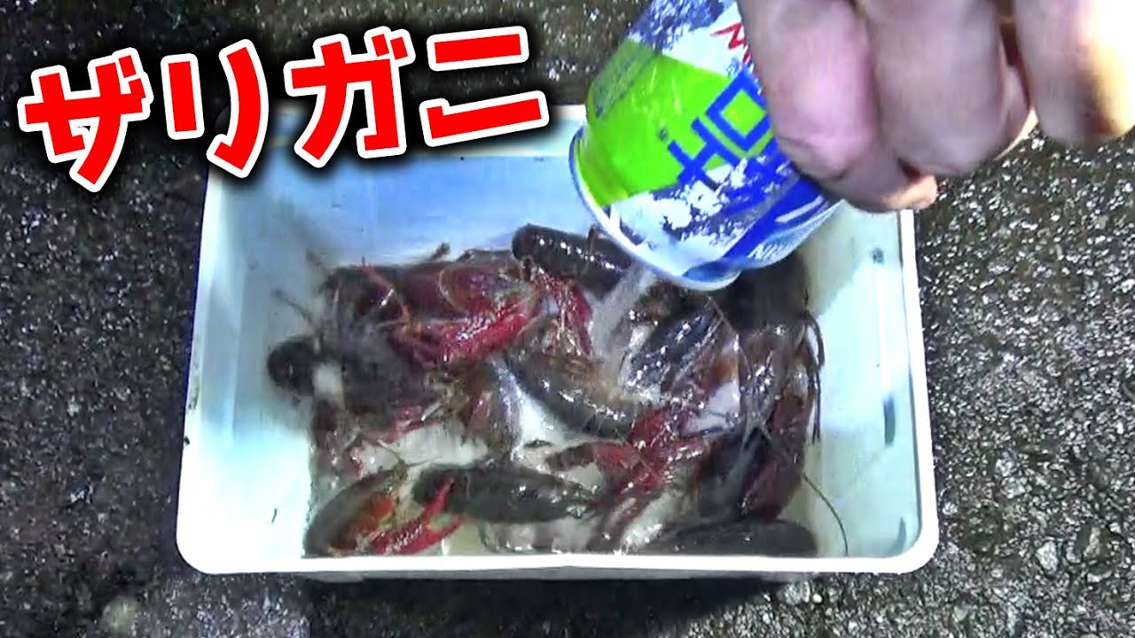 ザリガニ１キロ食べてみた 的youtube视频效果分析报告 Noxinfluencer