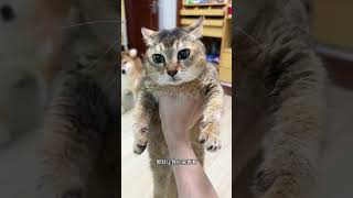 果然制裁八嘎狗还得是靠中华土猫呀!#猫狗双全 #猫狗大战