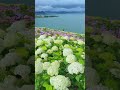 ফুল টার নাম কি জানলে বলে যাবেন কমেন্টে প্লিজ