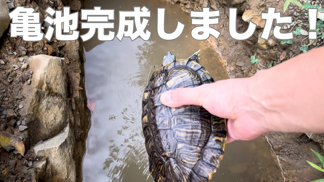 亀たちの日常🐢🐢2026.9.5】亀池が完成しました。 #亀 #turtle
