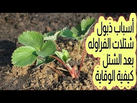 أسباب ذبول شتلات الفراوله بعد الشتل وكيفية العلاج