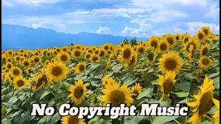 Blooming Sunflowers Under Blue Sky - No Copyright Music