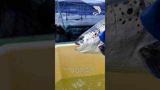 Training and Skill Development from the Scottish Salmon Sector