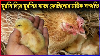 দেশি মুরগির ডিম থেকে বাচ্চা ফোটানোর পদ্ধতিমুরগি দিয়ে বাচ্চা ফোটানোর পদ্ধতিHatching chicken eggs