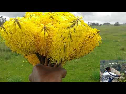 ትዝ አለኝ አገሬ ጌታመሳይ አበበ Tiz Alegn Agere Best Of Getamesay Abebe