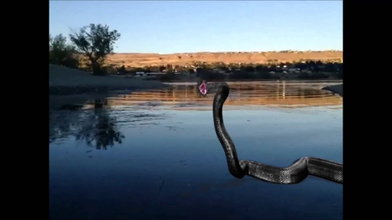  Real  Titanoboa  Prehistoric Snake Running on water YouTube