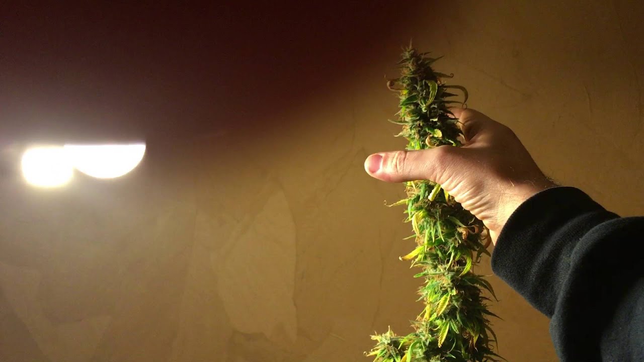 Freedom of Seeds Jack Autoflower | Harvest | Closet Grow