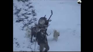 Охота на горного барана (не всегда удачно) Hunting argali (not always successful)