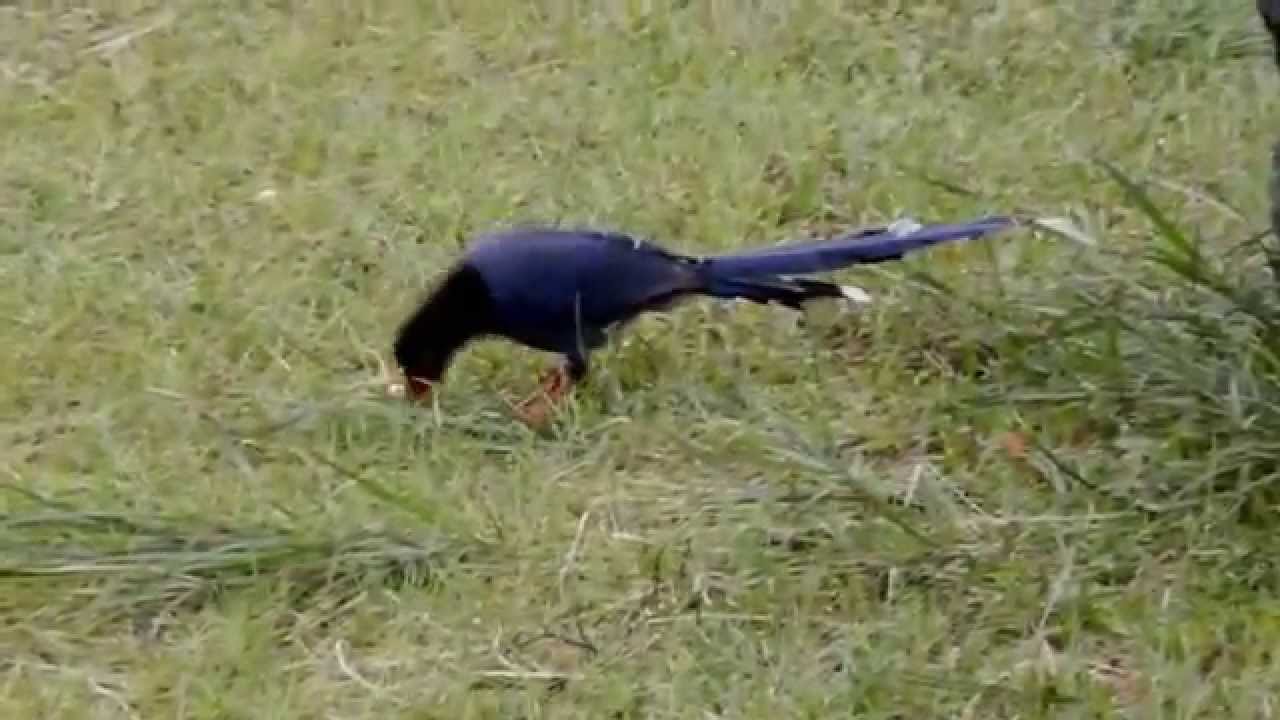 台灣藍鵲Taiwan Blue Magpie 20140404 