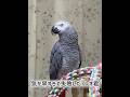 【ヨウムのレオ君】気が早すぎて失敗した？レオ君 #ヨウム #インコ #parrot