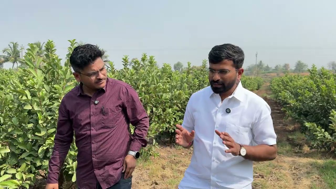 पेरू लागवड संपूर्ण माहिती!