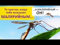 Осторожно! МАЛЯРИЙНЫЙ КОМАР! Или нет? Наталья Носова