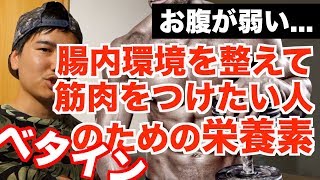 腸内環境を整えて、筋肉をつけたい人のための栄養素!!【ベタイン】を徹底解説!!