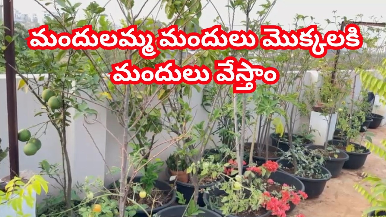 బయట మందులు ఎందుకు దండగ మన కిచెన్ వేస్ట్ లిక్విడ్ ఉండగా #trending #plants #garden #organic #waste