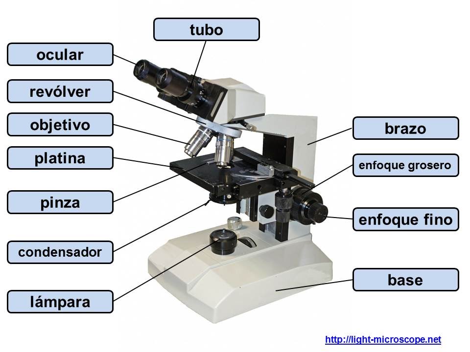 partes del microscopio compuesto - ejercicio - thptnganamst.edu.vn