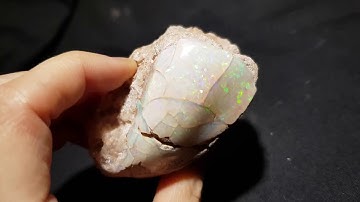 Opalised Shell Specimen