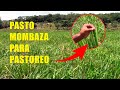 RESULTADOS EN MANEJO DE PASTO MOMBAZA PARA PASTOREO