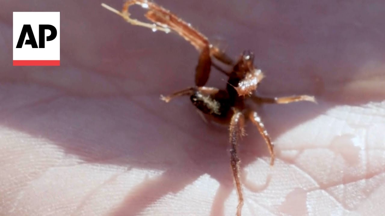 New species of arachnid captured on video for first time YouTube