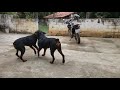 Rottweiler brincando de luta