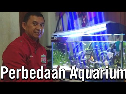 Video: Akuarium Air Tawar Versus Air Asin: Yang Perlu Anda Ketahui